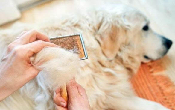 狗狗犬瘟多久能痊愈