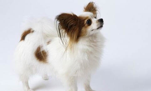 狂犬病携带狗有哪些特征表现