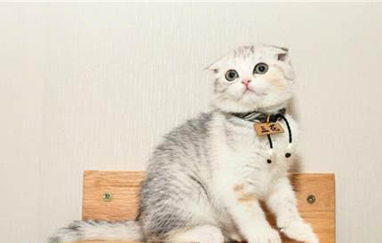 请问猫咪呕吐的原因及处理方法?