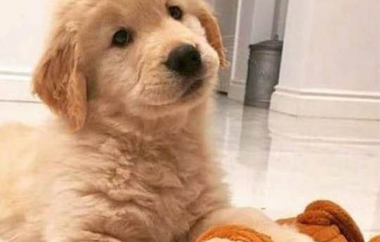 怎么样训练狗狗拿东西?