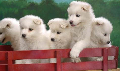 幼犬买回来多久就安全了