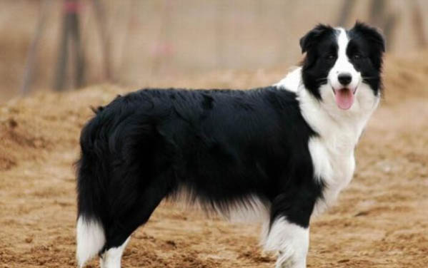 怎么判断苏俄牧羊犬得了什么病