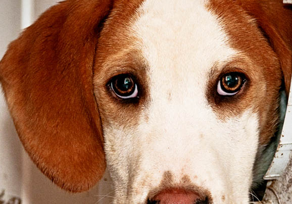 英国猎狐犬多大产仔