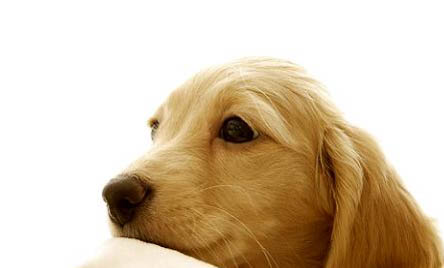 金毛犬脾气性格怎么样呀
