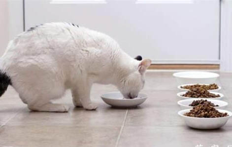 检查猫咪有没有腹水的最简单的方法