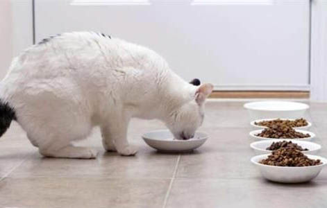 猫咪只喝水不吃东西会得猫瘟么?