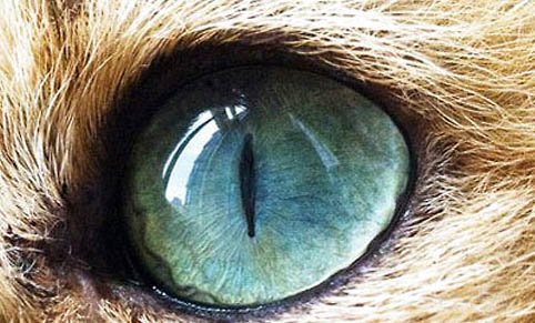 猫咪一般寿命多少年