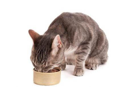 猫呕吐物里有血点是为什么