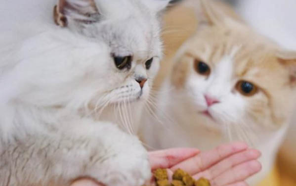 猫咪打喷嚏流鼻涕是怎么回事啊？