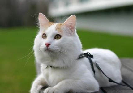 土耳其梵猫好养吗