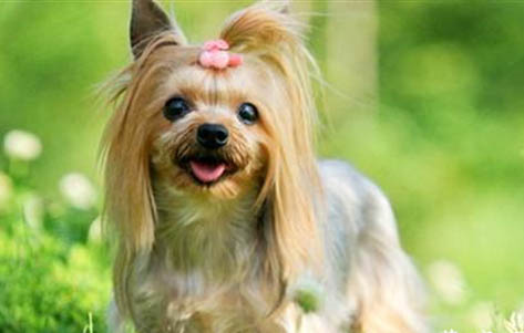 西施犬怎么训练才听话