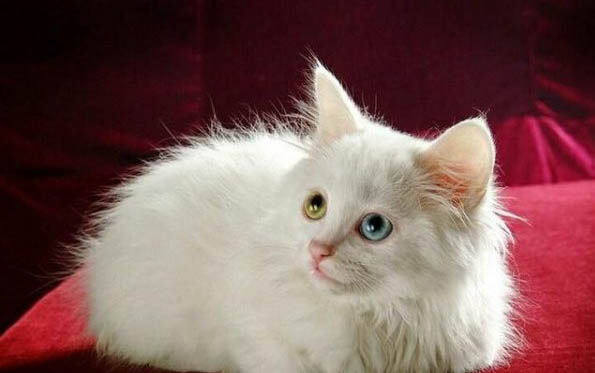 小猫吐奶还拉肚子是怎么回事