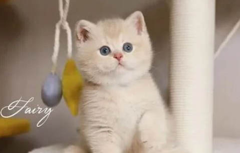 猫咪吓着了咋办
