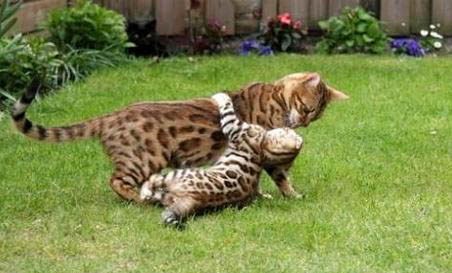 孟加拉豹猫如何饲养