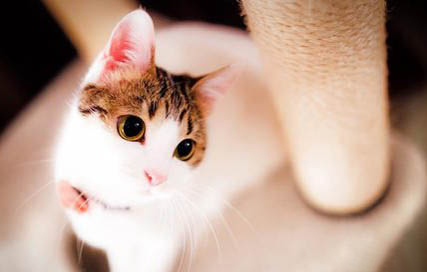 猫咪突然狂躁咬人