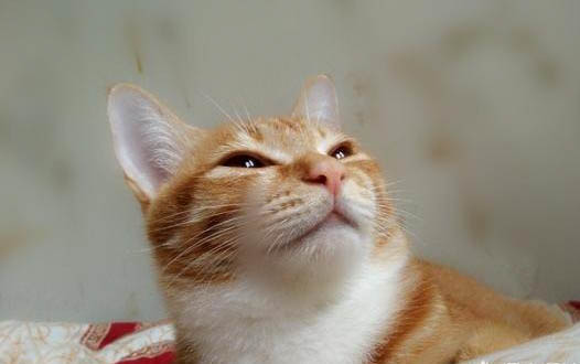 如何泡狗粮自制猫粮粉条啊
