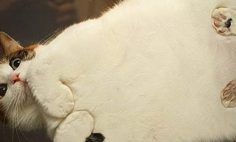 宠物猫：猫为什么在猫砂盆旁边拉屎