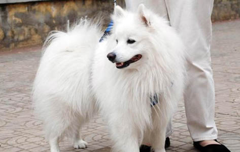 银狐犬多久洗澡一次?