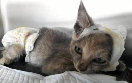 猫咪几个月不见主人还认识吗