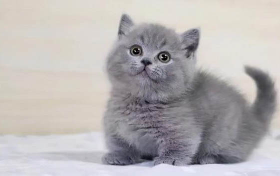 猫咪抓人咬人了怎么办
