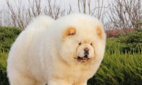 松狮犬的原产地在哪里