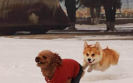 白色的狗狗有哪些品种?
