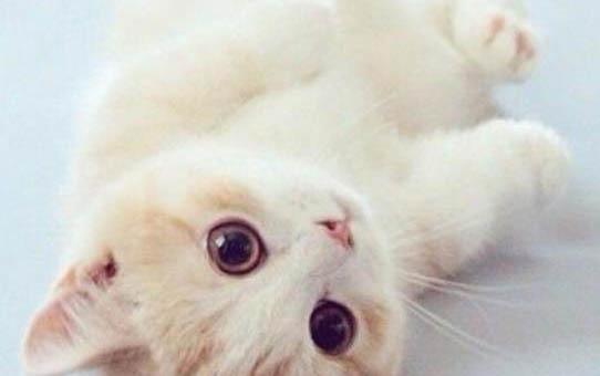 猫吃生肉多久驱虫一次好