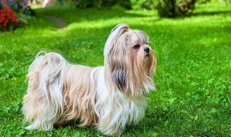 西施犬价格贵的原因及处理方法