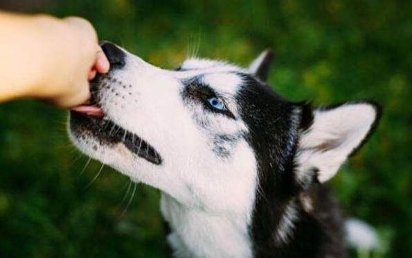 小狗得了犬瘟死了多久能再养