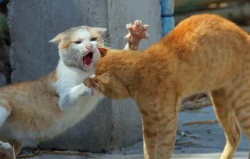 猫为什么喜欢舔毛衣