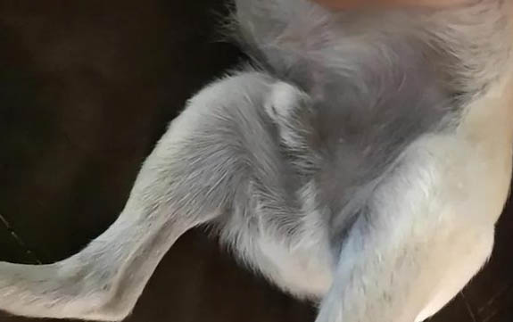 狗狗护窝的两种原因