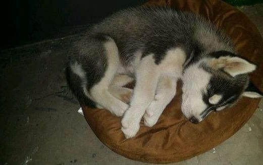 狗狗感冒拉稀带血该怎么办？