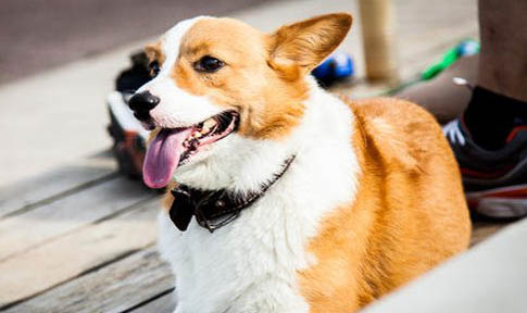 柯基和柴犬哪个好养