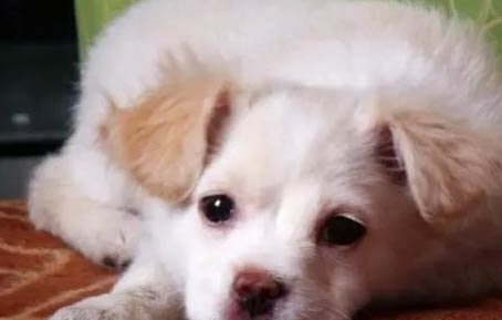 犬种类有哪些