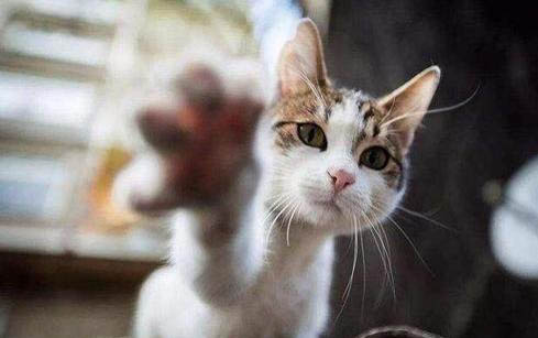 猫咪营养膏用多久吃一次