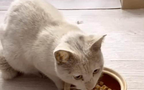 三个月小猫用吃化毛膏吗