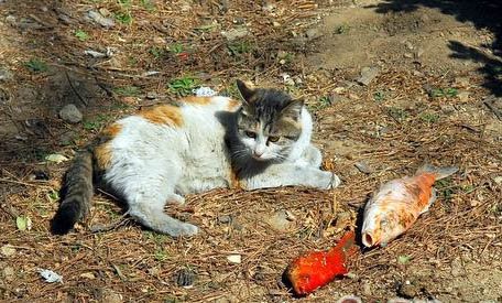 猫能不能吃韭菜