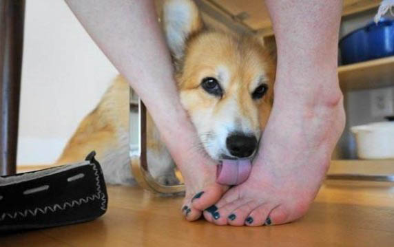 犬瘟热用什么药治疗最佳