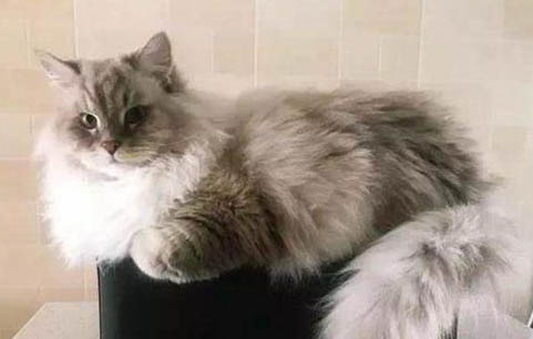 西伯利亚猫的性格特征