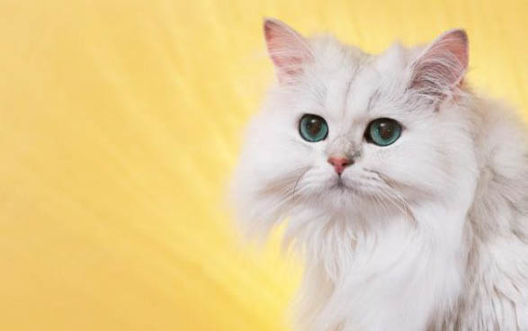 小猫腹水哪些症状