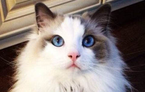 Pure布偶猫舍猫是纯种的吗