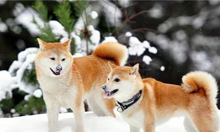 柴犬衰老会有哪些表现?