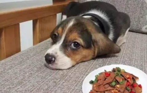 狗狗生产后恶露多久排干净