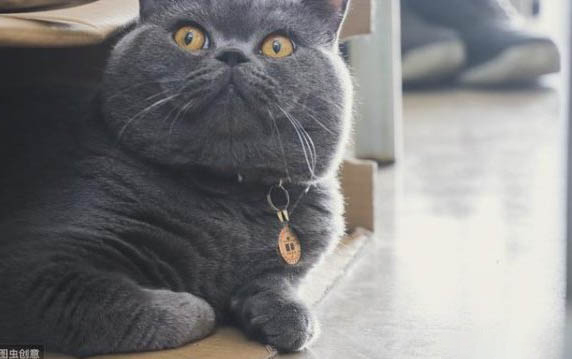 猫食物中毒呕吐怎么办？