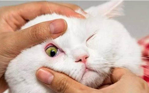 猫咪爱吃的东西是什么