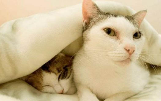 猫打了疫苗为什么还会得猫瘟