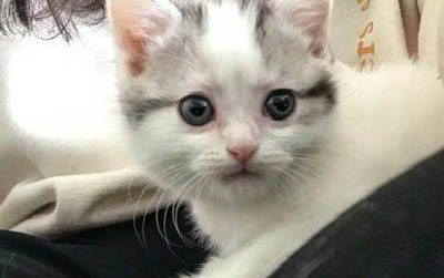 猫咪打喷嚏能打疫苗吗