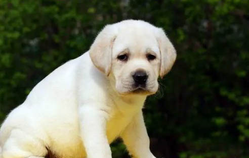 佛兰德牧牛犬1天要吃几顿