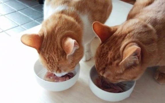 小猫一天吃多少粒猫粮