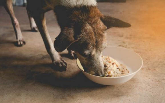 狗狗呕吐都有可能是什么原因